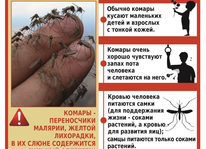 Что делать, если укусил комар и всё зудит и чешется